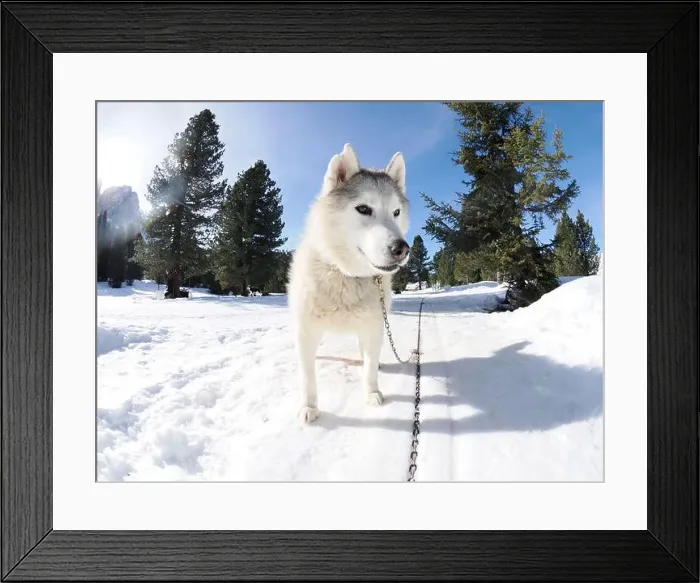Framed Print : Sleddog with husky dogs in snow mountains white background in dolomites on sunny day Framed Print : Sleddog with husky dogs in snow mountains white background in dolomites on sunny day