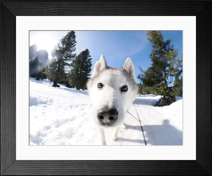 Framed Print : Sleddog with husky dogs in snow mountains white background in dolomites on sunny day Framed Print : Sleddog with husky dogs in snow mountains white background in dolomites on sunny day