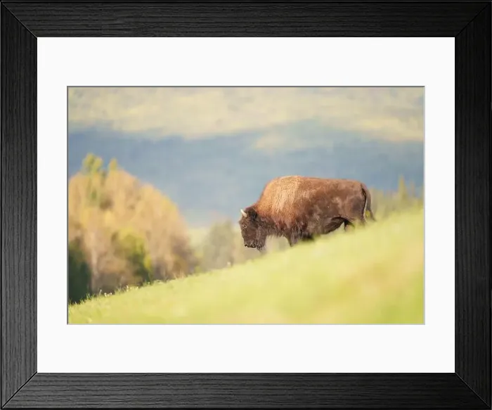 Framed Print : Wood Bison Grazing on Grassy Roadside in Scenic Natural Landscap Framed Print : Wood Bison Grazing on Grassy Roadside in Scenic Natural Landscap