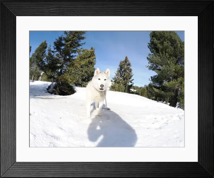 Framed Print : Sleddog with husky dogs in snow mountains white background in dolomites on sunny day Framed Print : Sleddog with husky dogs in snow mountains white background in dolomites on sunny day