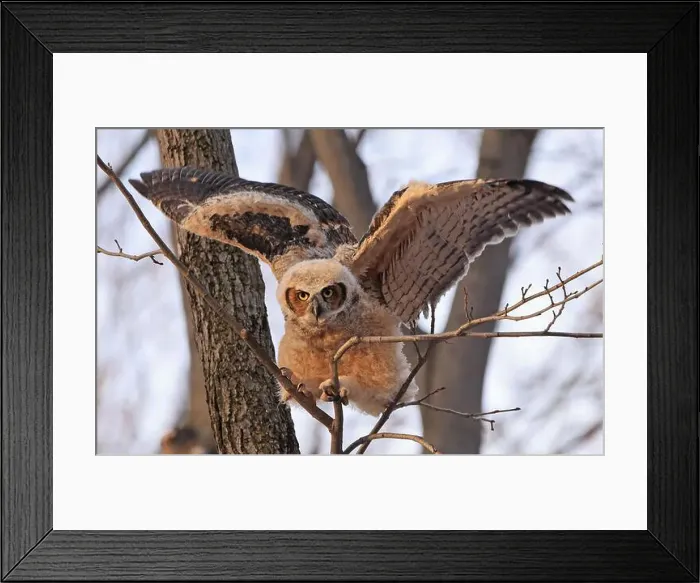 Framed Print : Great-horned Owl baby take off in the forest, Quebec, Canada Framed Print : Great-horned Owl baby take off in the forest, Quebec, Canada