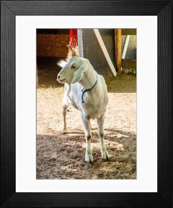 Framed Print : White goat on rural farm, livestock Framed Print : White goat on rural farm, livestock