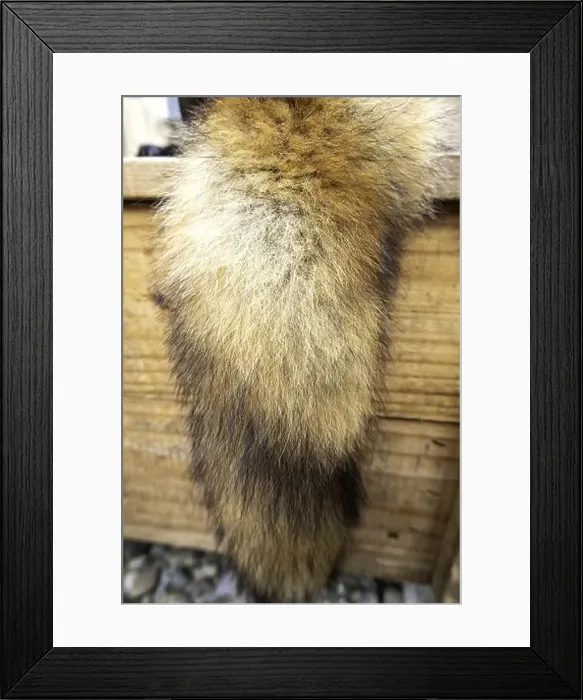 Framed Print : Detail of dead animal skin, decoration and coat