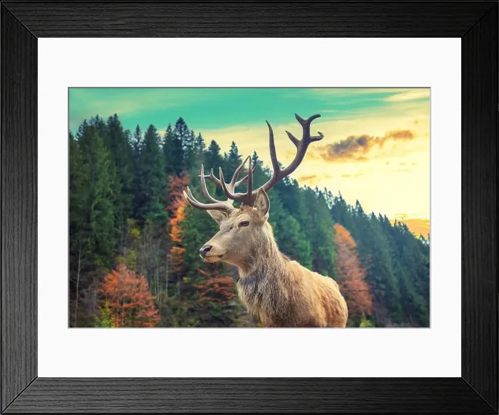 Framed Print : Portrait of a deer in a mountain forest during sunset Framed Print : Portrait of a deer in a mountain forest during sunset