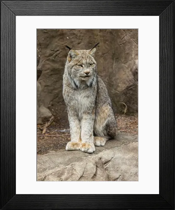 Framed Print : Canada lynx