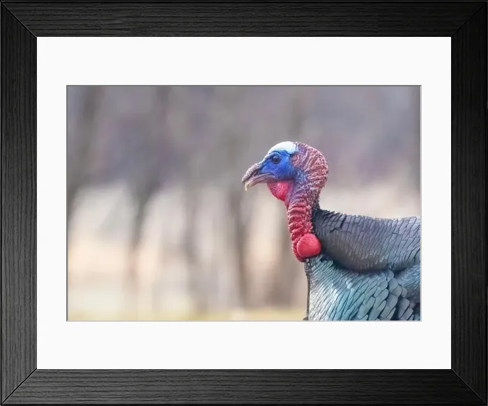 Framed Print : Male Wild Turkey (Meleagris gallopavo) parade Framed Print : Male Wild Turkey (Meleagris gallopavo) parade