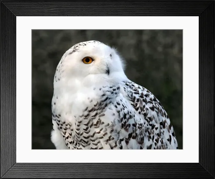 Framed Print : Snowy owl, polar owl, white owl, Arctic owl, Schnee-Eule, Harfang des neiges, Bubo scandiacus, hóbagoly, Zoo Framed Print : Snowy owl, polar owl, white owl, Arctic owl, Schnee-Eule, Harfang des neiges, Bubo scandiacus, hóbagoly, Zoo