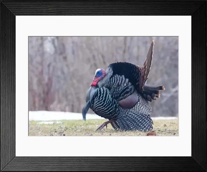 Framed Print : Male Wild Turkey (Meleagris gallopavo) parade Framed Print : Male Wild Turkey (Meleagris gallopavo) parade