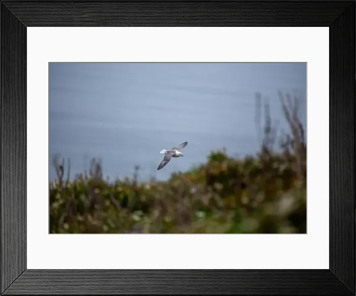 Framed Print : The Fulmar, with its graceful flight Framed Print : The Fulmar, with its graceful flight