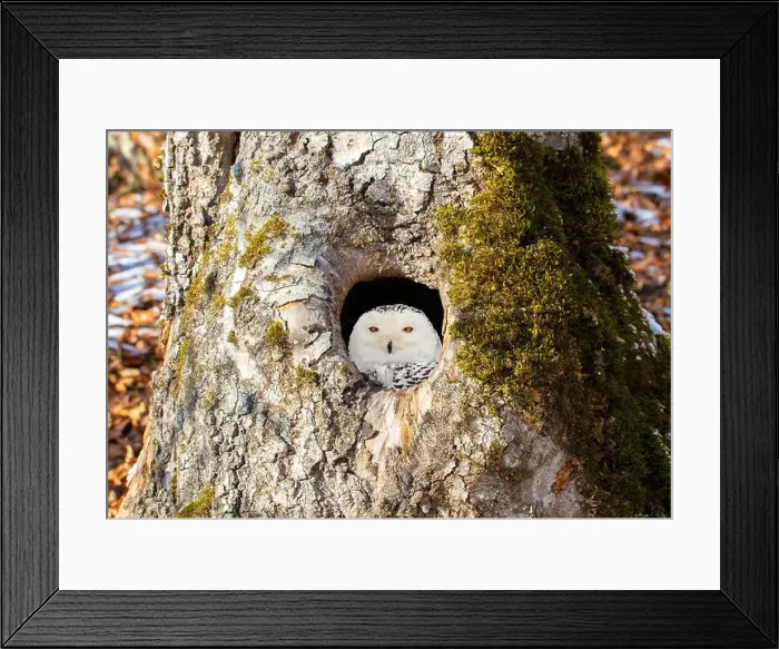 Framed Print : A Bubo scandiacus bird watching from a hollow in a tree Framed Print : A Bubo scandiacus bird watching from a hollow in a tree