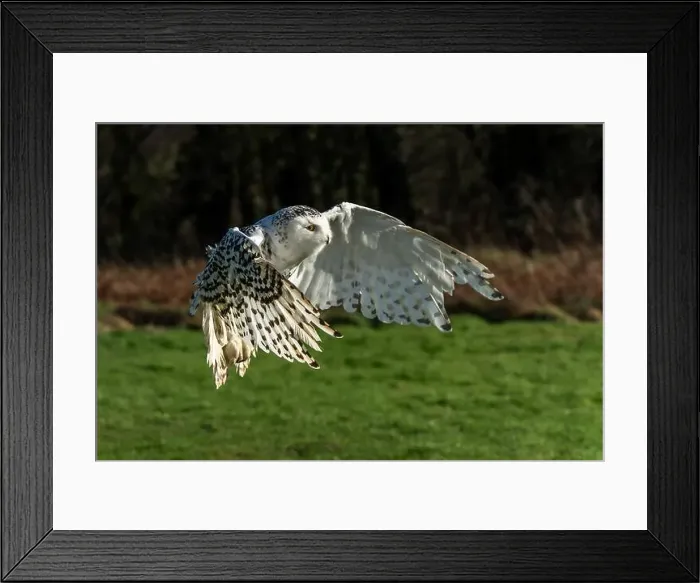 Framed Print : Snowy Owl bird of prey with its wings outspread in flight, stock photo image Framed Print : Snowy Owl bird of prey with its wings outspread in flight, stock photo image