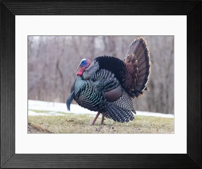 Framed Print : Male Wild Turkey (Meleagris gallopavo) parade Framed Print : Male Wild Turkey (Meleagris gallopavo) parade