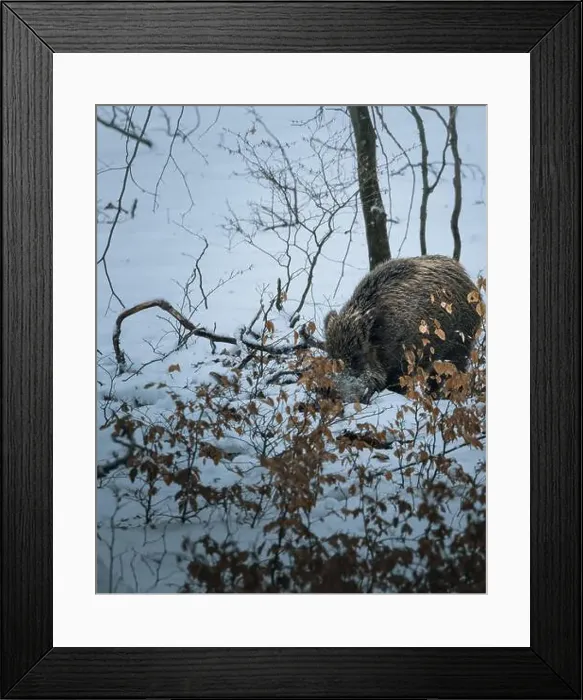 Framed Print : A small brown bear walking in snowy landscape Framed Print : A small brown bear walking in snowy landscape