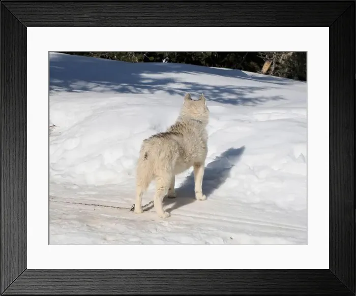 Framed Print : Sleddog with husky dogs in snow mountains white background in dolomites on sunny day Framed Print : Sleddog with husky dogs in snow mountains white background in dolomites on sunny day