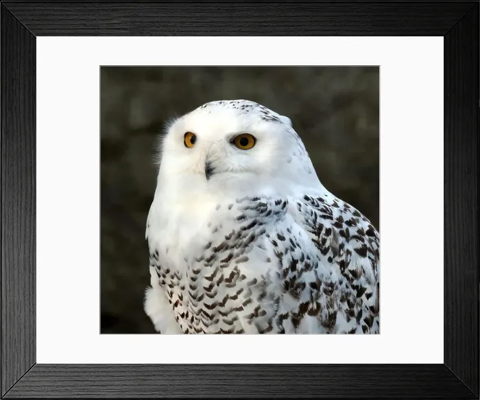 Framed Print : Snowy owl, polar owl, white owl, Arctic owl, Schnee-Eule, Harfang des neiges, Bubo scandiacus, hóbagoly, Zoo