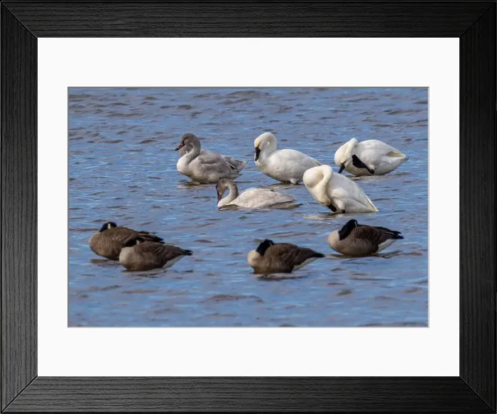 Framed Print : Photo of Tundra Swans at the Pea Island National wildlife Refuge on the Outer Banks of North Carolina in the Winter Framed Print : Photo of Tundra Swans at the Pea Island National wildlife Refuge on the Outer Banks of North Carolina in the Winter