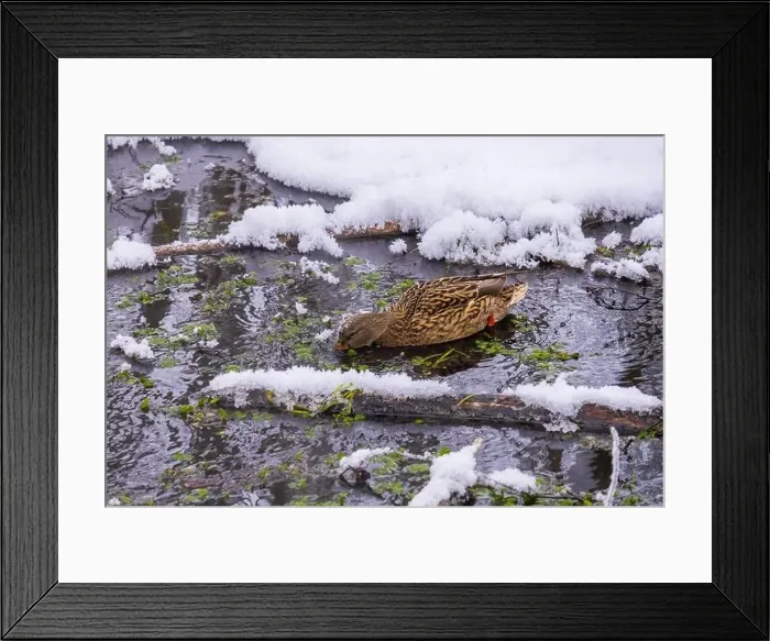Framed Print : Duck looking for food on a winter day Framed Print : Duck looking for food on a winter day