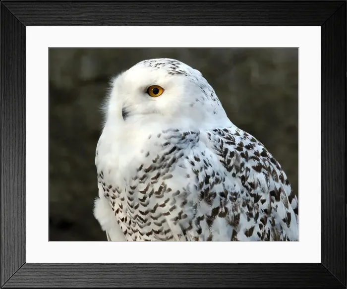 Framed Print : Snowy owl, polar owl, white owl, Arctic owl, Schnee-Eule, Harfang des neiges, Bubo scandiacus, hóbagoly, Zoo Framed Print : Snowy owl, polar owl, white owl, Arctic owl, Schnee-Eule, Harfang des neiges, Bubo scandiacus, hóbagoly, Zoo