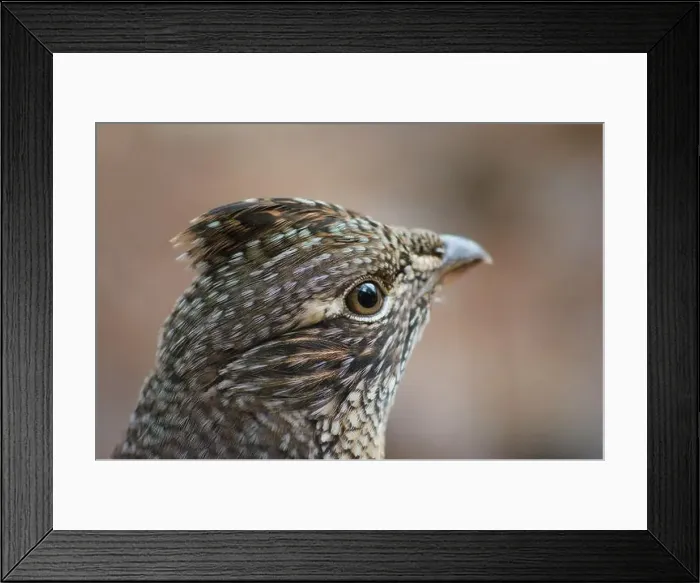 Framed Print : This beautiful ruffed grouse (Bonasa umbellus), very social, welcomed us to its territory with great hospitality Framed Print : This beautiful ruffed grouse (Bonasa umbellus), very social, welcomed us to its territory with great hospitality