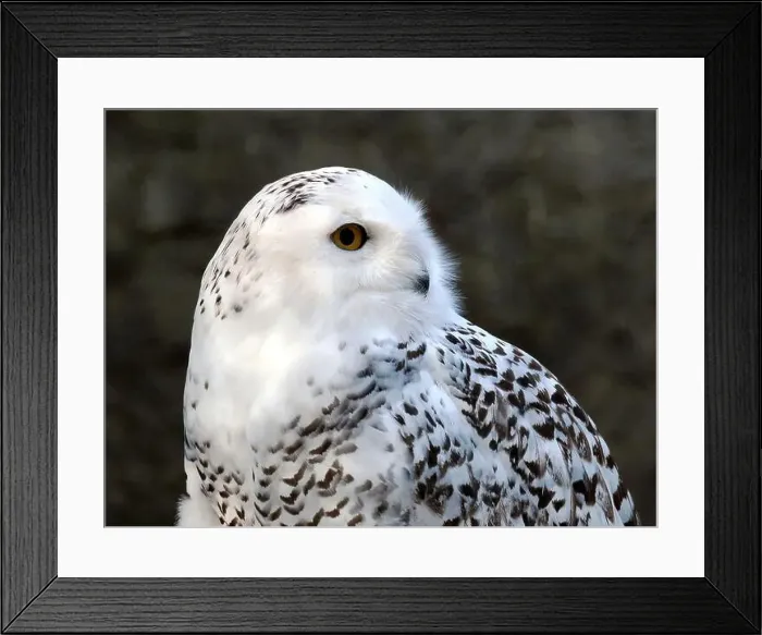 Framed Print : Snowy owl, polar owl, white owl, Arctic owl, Schnee-Eule, Harfang des neiges, Bubo scandiacus, hóbagoly, Zoo Framed Print : Snowy owl, polar owl, white owl, Arctic owl, Schnee-Eule, Harfang des neiges, Bubo scandiacus, hóbagoly, Zoo