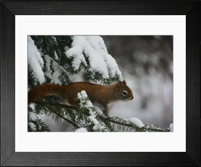 Framed Print : This beautiful red squirrel from Quebec (Tamiasciurus hudsonicus)