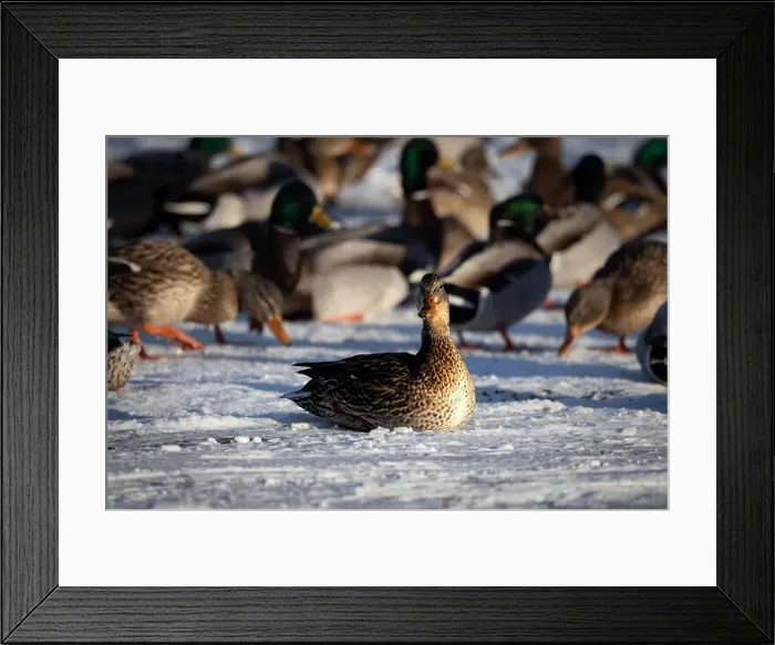 Framed Print : A group of ducks perched together on a snowy landscapev Framed Print : A group of ducks perched together on a snowy landscapev
