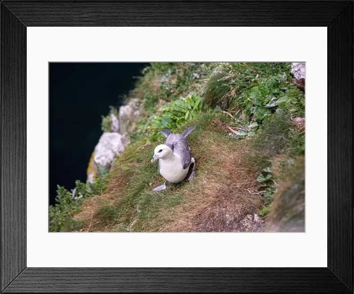 Framed Print : The Fulmar, with its graceful flight Framed Print : The Fulmar, with its graceful flight