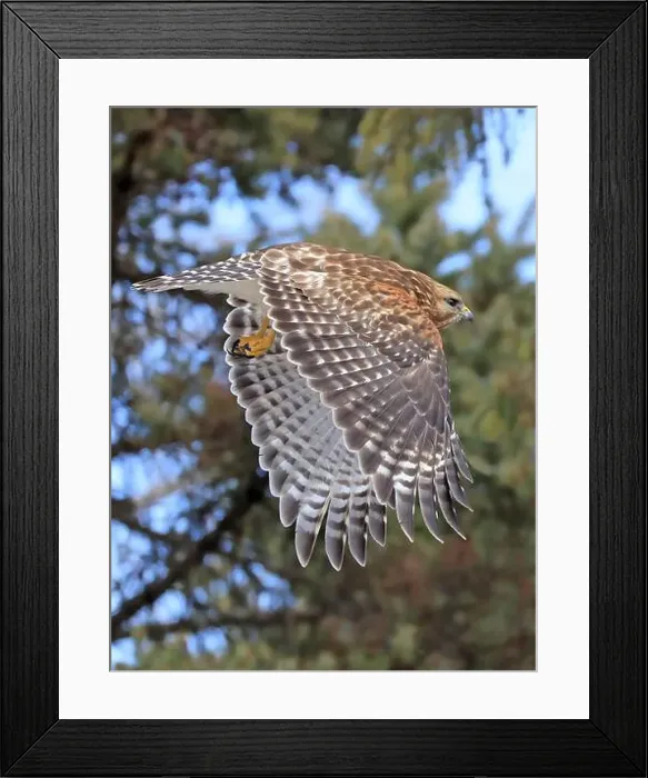 Framed Print : Red-shouldered hawk flying in the forest, Quebec, Canada Framed Print : Red-shouldered hawk flying in the forest, Quebec, Canada