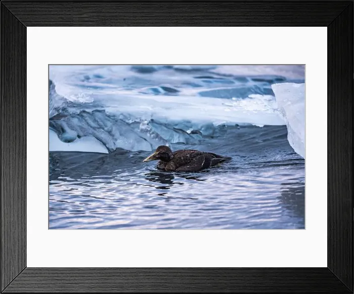 Framed Print : Duck gracefully floats near icebergs in serene water Framed Print : Duck gracefully floats near icebergs in serene water