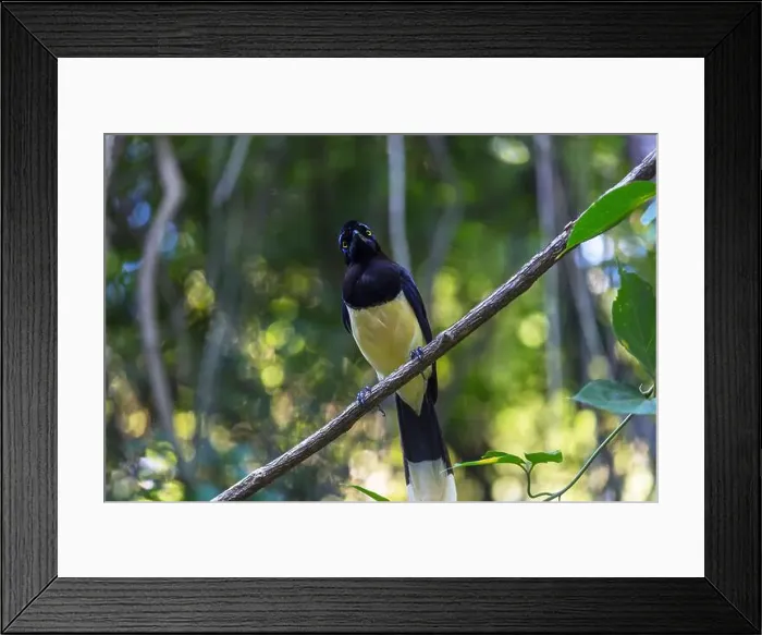 Framed Print : Beautiful jay sitting on the table