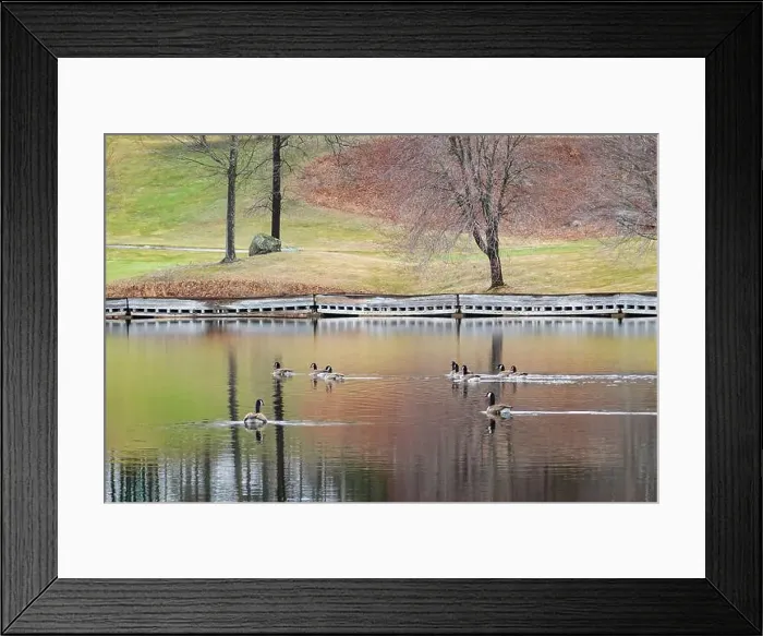 Framed Print : Canada Geese at Sky Meadow Pond - Gigapixel
