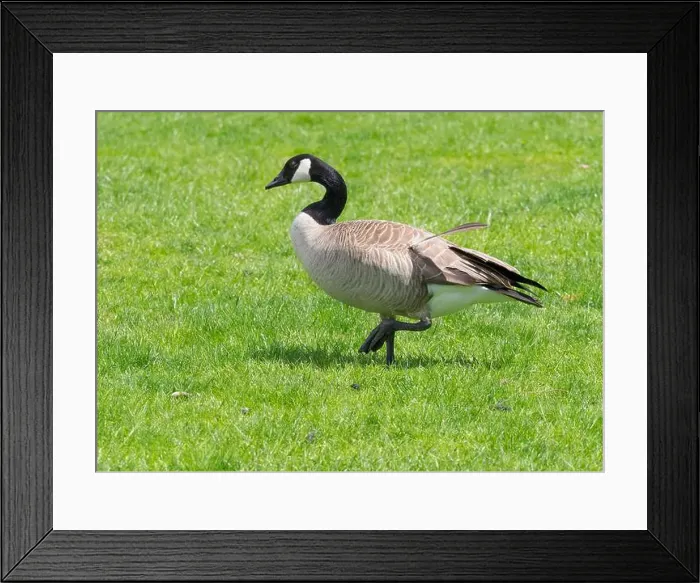 Framed Print : Oregon, USA. Columbia River Gorge National Scenic Area, Canada goose, walking in grass Framed Print : Oregon, USA. Columbia River Gorge National Scenic Area, Canada goose, walking in grass