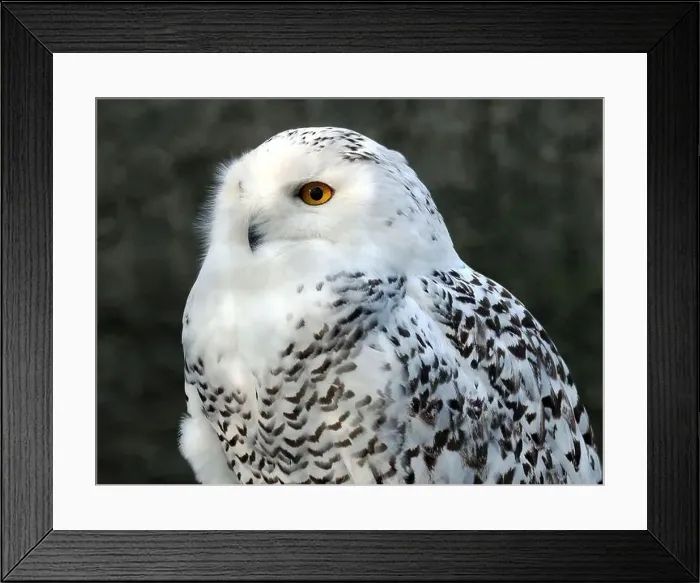 Framed Print : Snowy owl, polar owl, white owl, Arctic owl, Schnee-Eule, Harfang des neiges, Bubo scandiacus, hóbagoly, Zoo