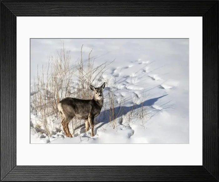 Framed Print : Deer standing in the snow and looking into the camera