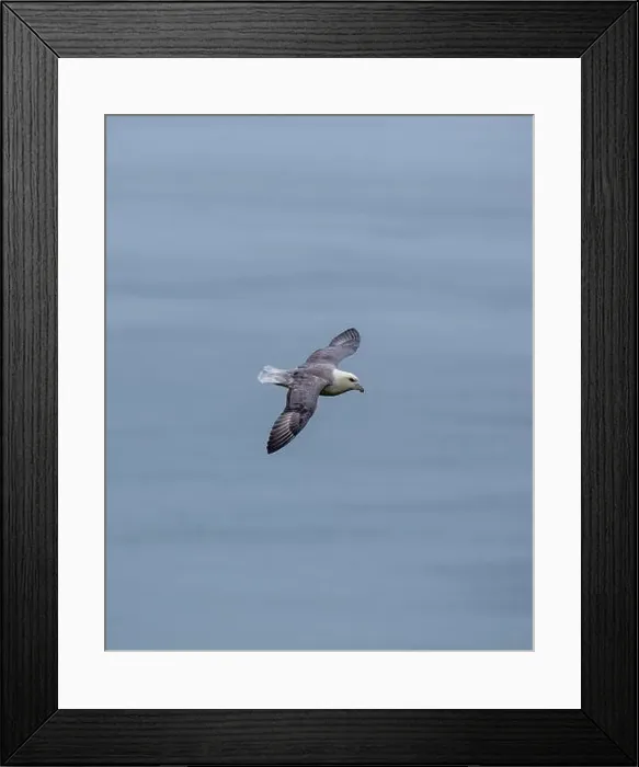 Framed Print : The Fulmar, with its graceful flight Framed Print : The Fulmar, with its graceful flight