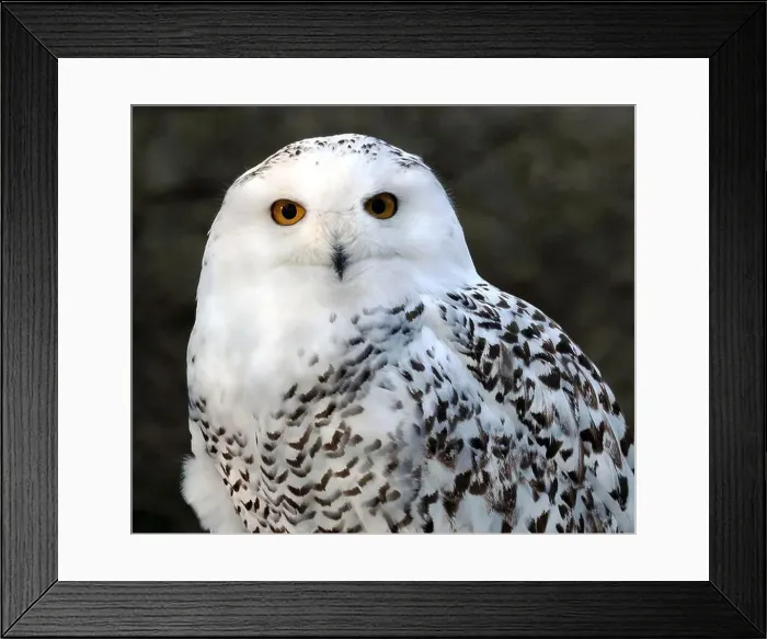 Framed Print : Snowy owl, polar owl, white owl, Arctic owl, Schnee-Eule, Harfang des neiges, Bubo scandiacus, hóbagoly, Zoo