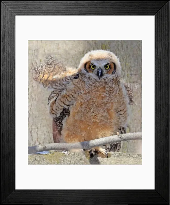 Framed Print : Great-horned Owl baby portrait in the forest, Quebec, Canada Framed Print : Great-horned Owl baby portrait in the forest, Quebec, Canada