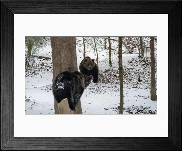 Framed Print : The two Grizzly bears stroll through a snowy landscape by snow-laden trees Framed Print : The two Grizzly bears stroll through a snowy landscape by snow-laden trees