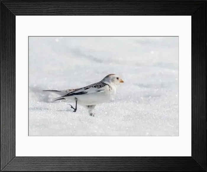 Framed Print : Closeup of male Snow Bunting running in snow Framed Print : Closeup of male Snow Bunting running in snow