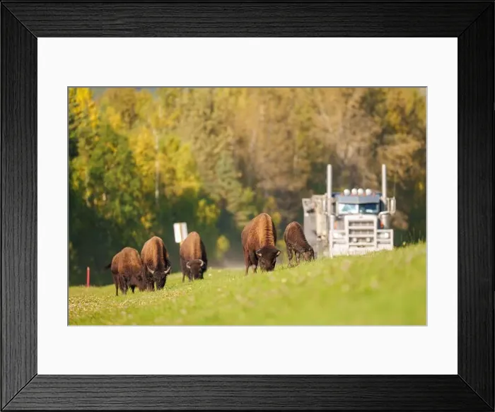 Framed Print : Wood Bison Herd Grazing Near Roadside in Scenic Grassland Landsc Framed Print : Wood Bison Herd Grazing Near Roadside in Scenic Grassland Landsc