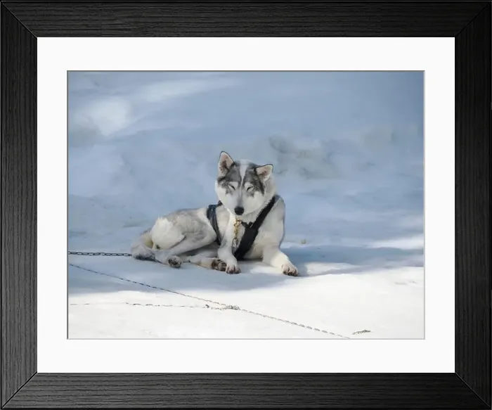 Framed Print : Sleddog with husky dogs in snow mountains white background in dolomites on sunny day Framed Print : Sleddog with husky dogs in snow mountains white background in dolomites on sunny day
