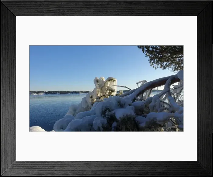 Framed Print : Frozen trees and plants on the coast of Northern Europe during a sunny morning Framed Print : Frozen trees and plants on the coast of Northern Europe during a sunny morning