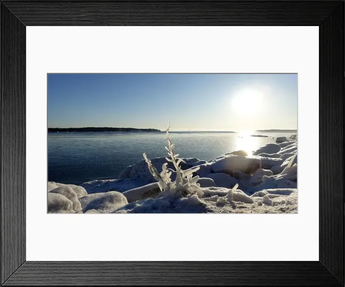 Framed Print : Frozen plants on the coast of Northern Europe during a sunny morning Framed Print : Frozen plants on the coast of Northern Europe during a sunny morning