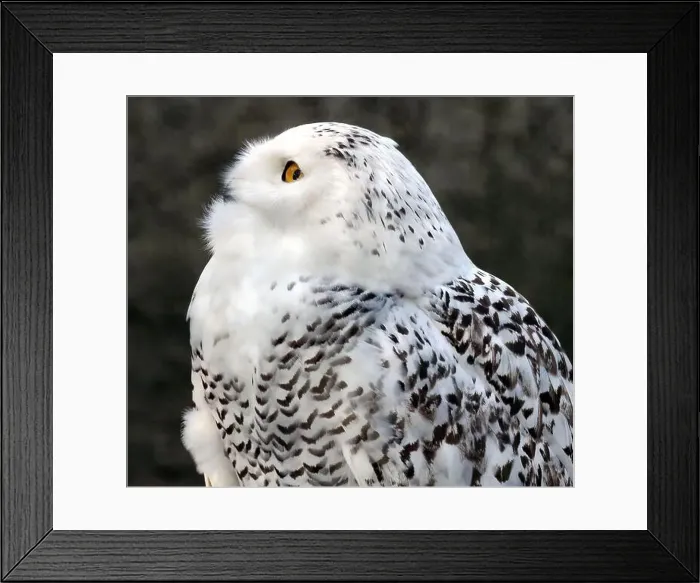 Framed Print : Snowy owl, polar owl, white owl, Arctic owl, Schnee-Eule, Harfang des neiges, Bubo scandiacus, hóbagoly, Zoo Framed Print : Snowy owl, polar owl, white owl, Arctic owl, Schnee-Eule, Harfang des neiges, Bubo scandiacus, hóbagoly, Zoo
