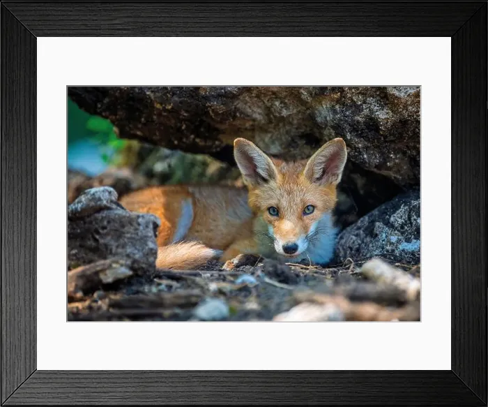 Framed Print : Red fox, vulpes vulpes in forest. Wild animal in natural environment. Wildlife scene from nature Framed Print : Red fox, vulpes vulpes in forest. Wild animal in natural environment. Wildlife scene from nature