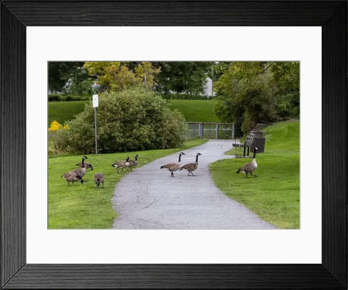 Framed Print : Wild Canadian geese crossing a road and eating grass in public park Framed Print : Wild Canadian geese crossing a road and eating grass in public park