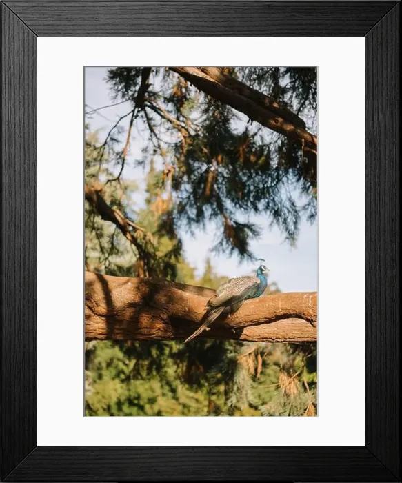 Framed Print : A peacock perched on a tree branch in a peaceful forest setting Framed Print : A peacock perched on a tree branch in a peaceful forest setting