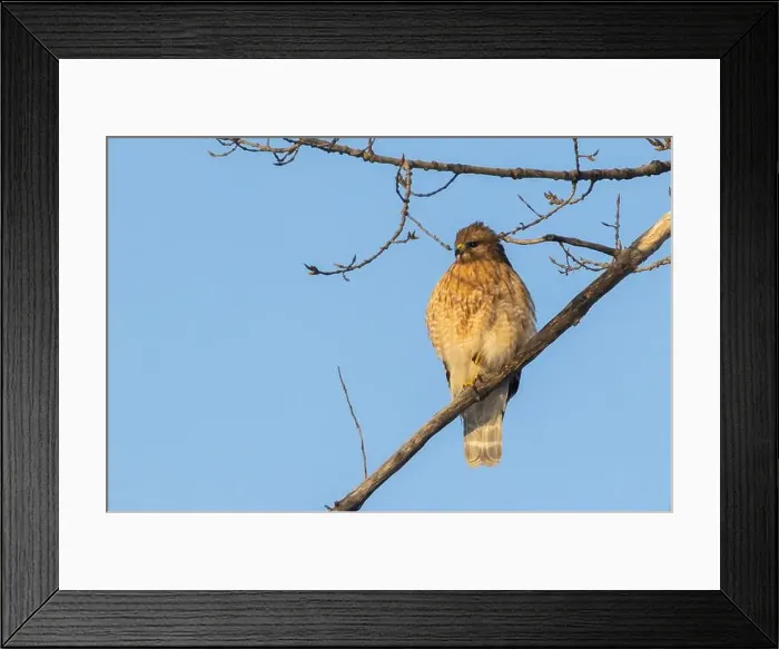 Framed Print : red-shouldered hawk (Buteo lineatus) Framed Print : red-shouldered hawk (Buteo lineatus)