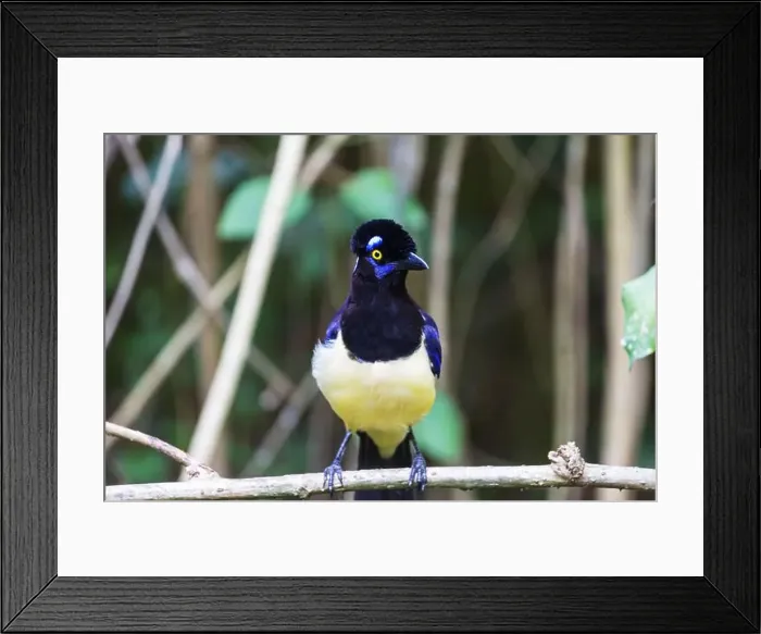 Framed Print : Beautiful jay sitting on the table