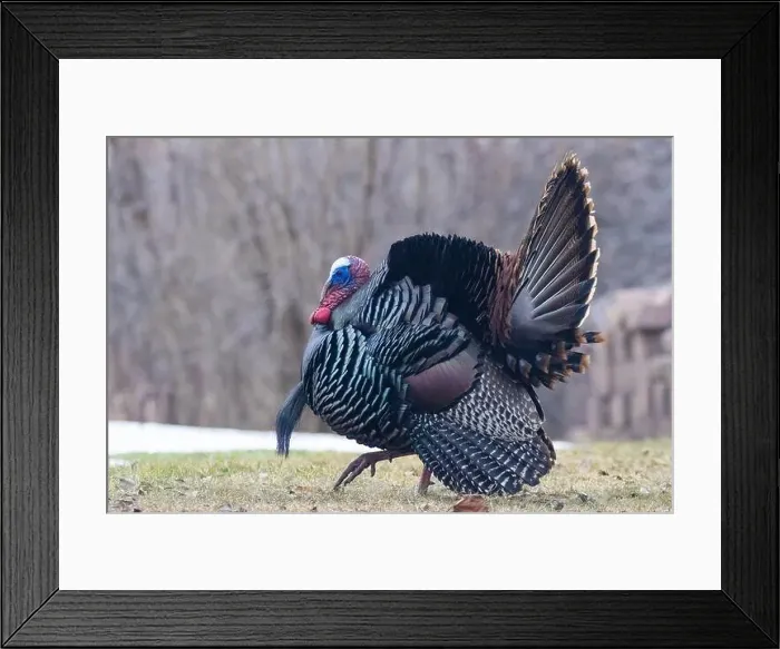 Framed Print : Male Wild Turkey (Meleagris gallopavo) parade Framed Print : Male Wild Turkey (Meleagris gallopavo) parade
